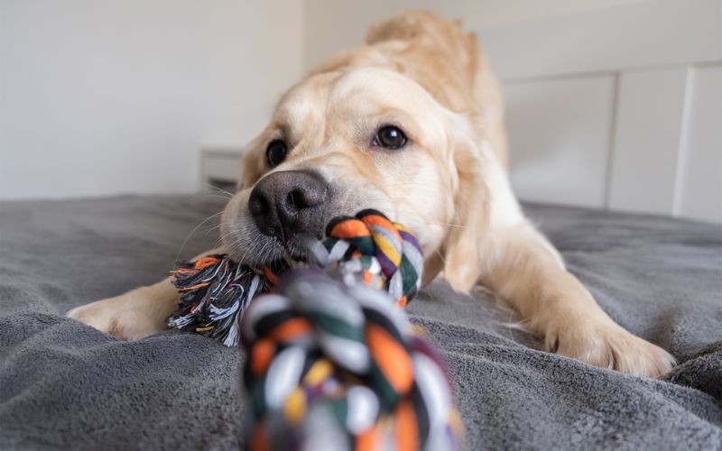 Köpeğiniz için Eğlenceli ve İlgi Çekici Aktiviteler