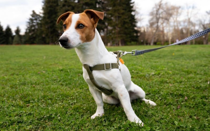 Yavru köpeğiniz için tasma eğitimi